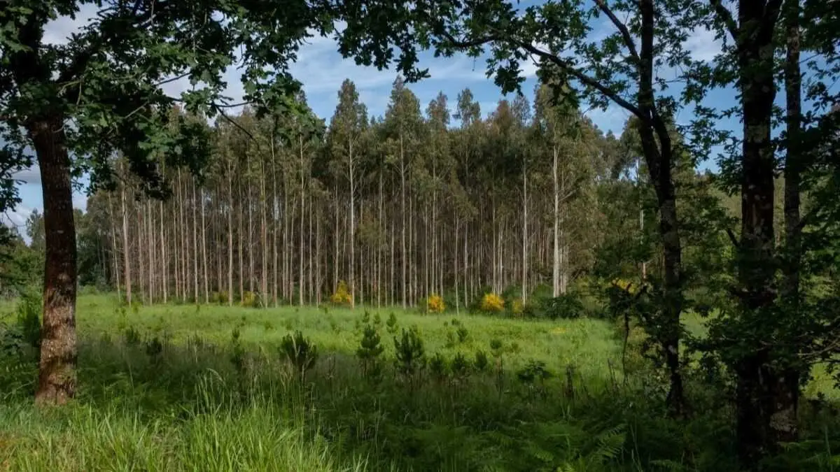 Plantaci&oacute;n de eucalipto. (Foto: Greenpeace)