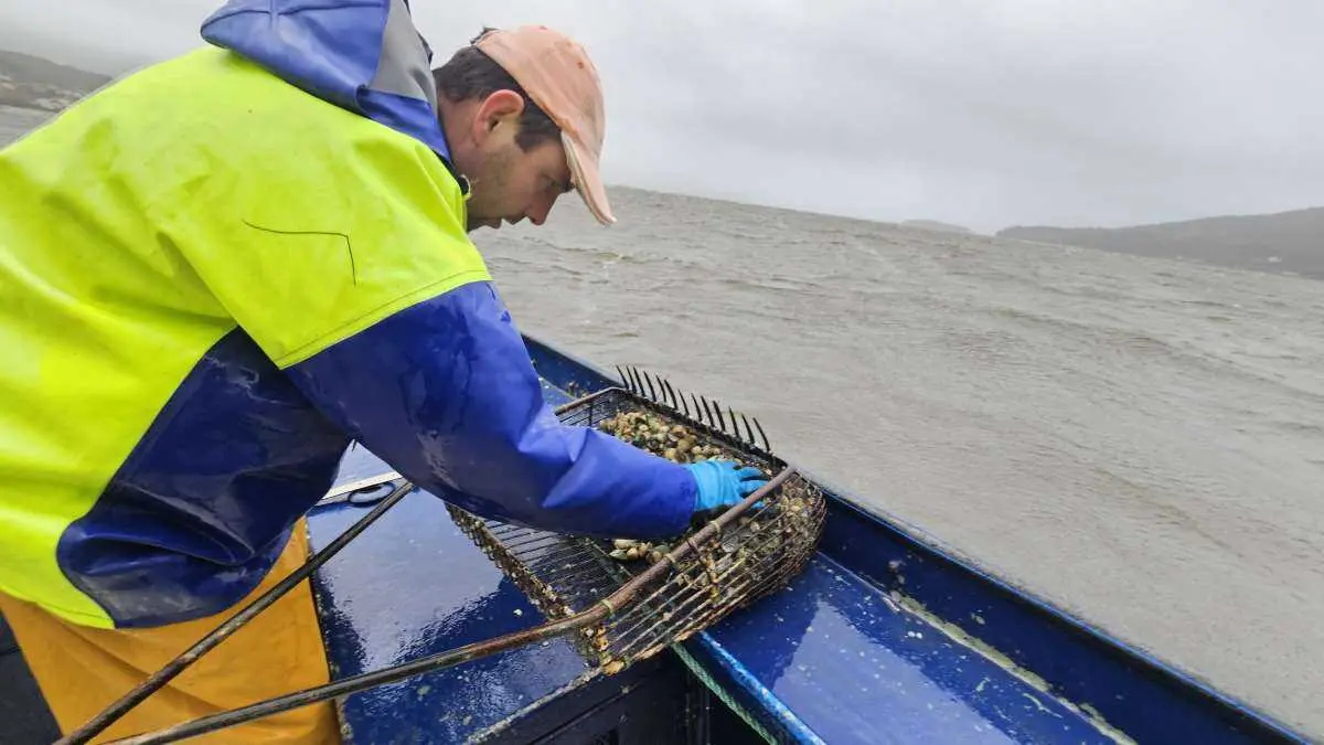 Un membro da Confrar&iacute;a de Noia recollendo exemplares na r&iacute;a antonte. (Foto: Confrar&iacute;a de Noia)