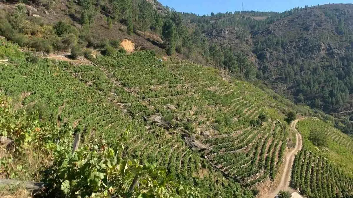 Vides da adega Petr&oacute;n, convidada a inaugurar a 46&ordm; Feira do Vi&ntilde;o de Amandi. (Foto: Adega Petr&oacute;n)