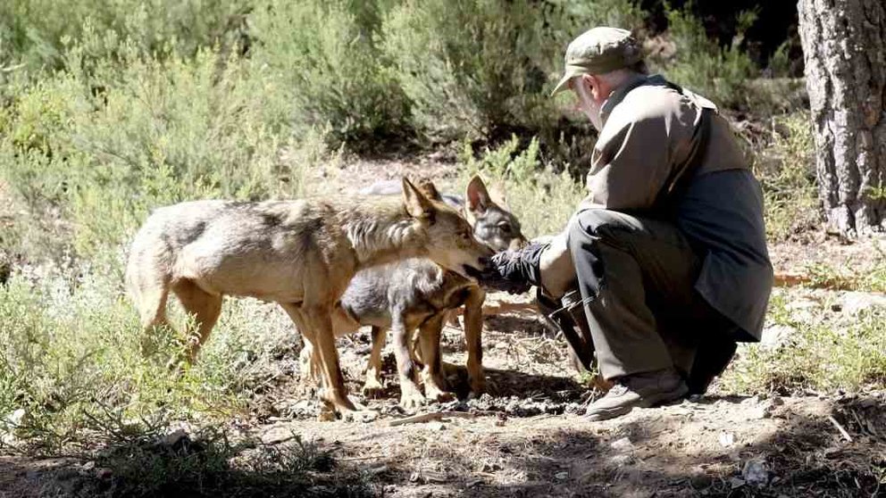 Algúns territorios opóñense á protección do lobo ibérico. (Foto: Xunta de Castela e León)