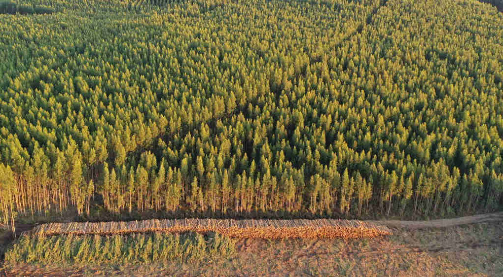 As plantacións de eucaliptos en fincas e grandes extensións de terreo aumentaron, segundo o Sindicato Labrego Galego (Ence)
