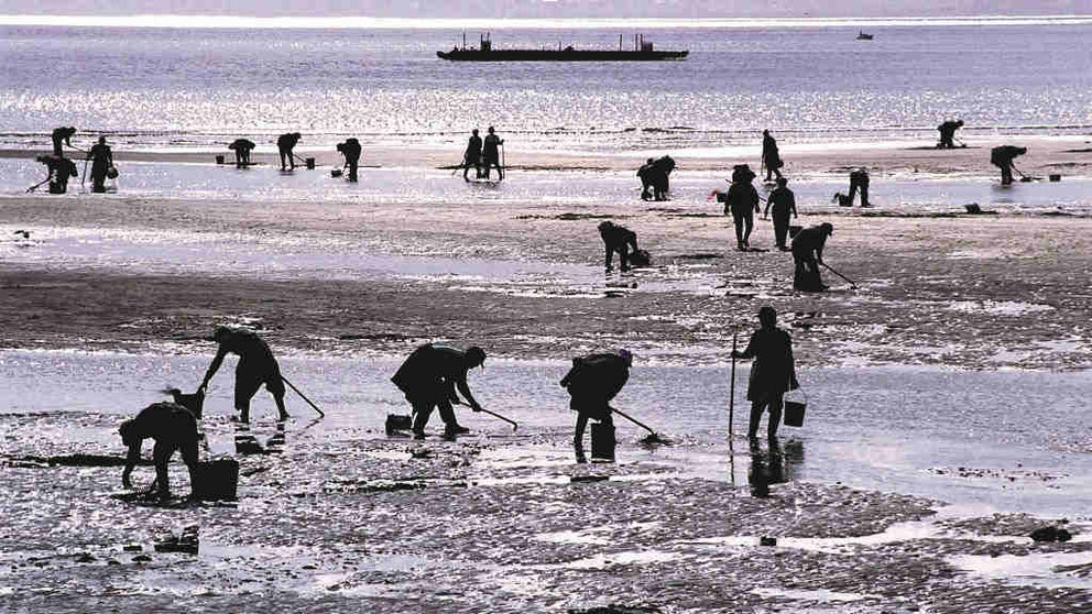 As obras na ría obrigarán a parar a actividade extractiva. (Foto: Xunta da Galiza)