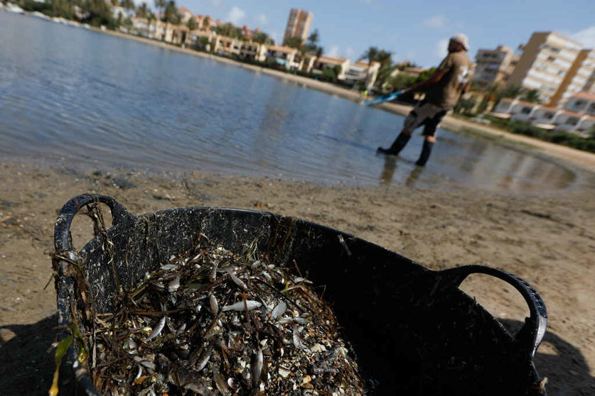 Esporta ateigada de peixes e crustáceos mortos, onte, nunha praia do Mar Menor. (Foto: Edu Botella / Europa Press)