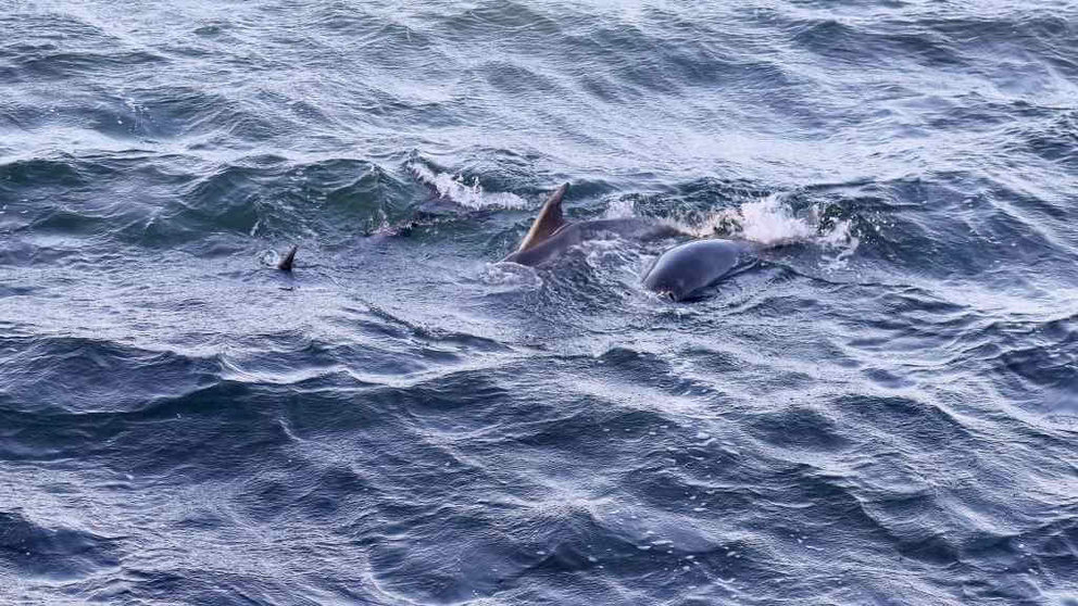 Os golfiños da Toxa após ser liberados (Foto: Bea Císcar / Europa Press).