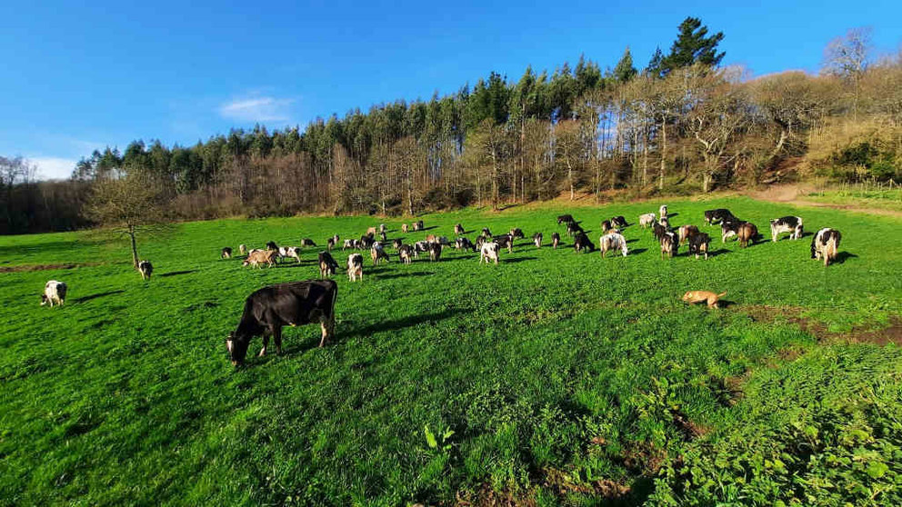 Unha imaxe da cooperativa rural de gandaría ecolóxica 'As vacas da Ulloa' (Nós Diario).