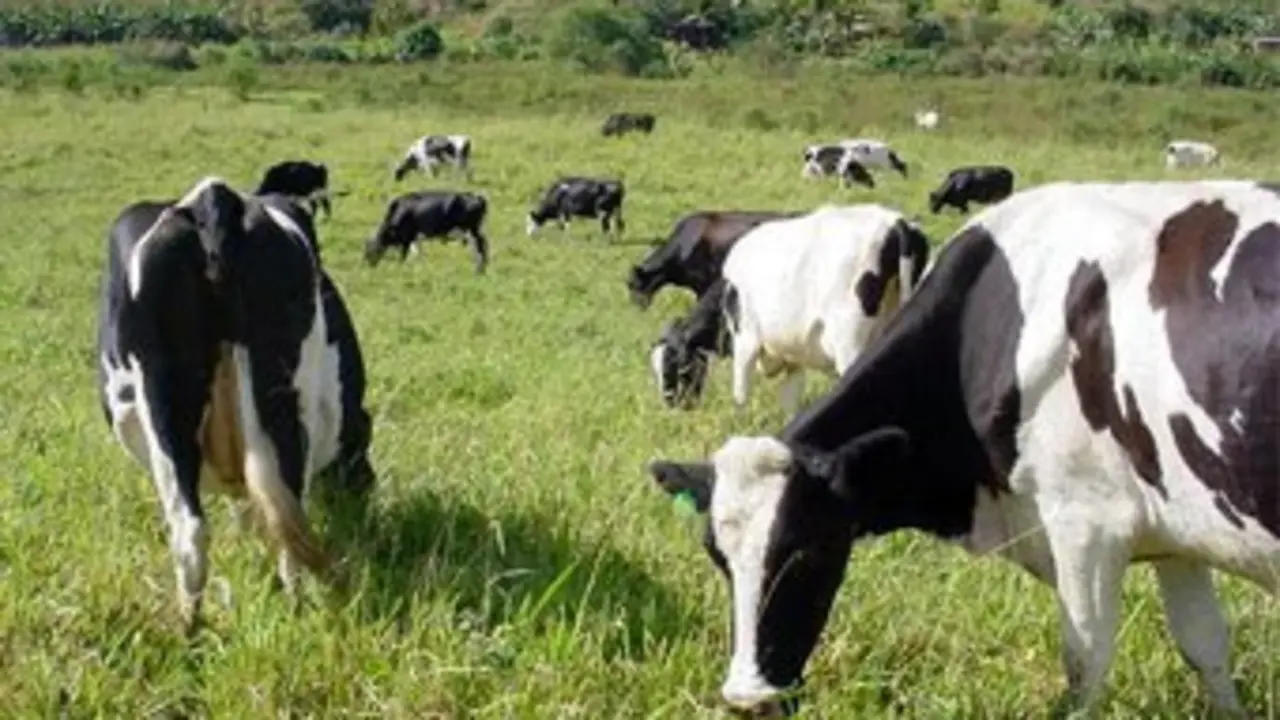Vacas pacendo