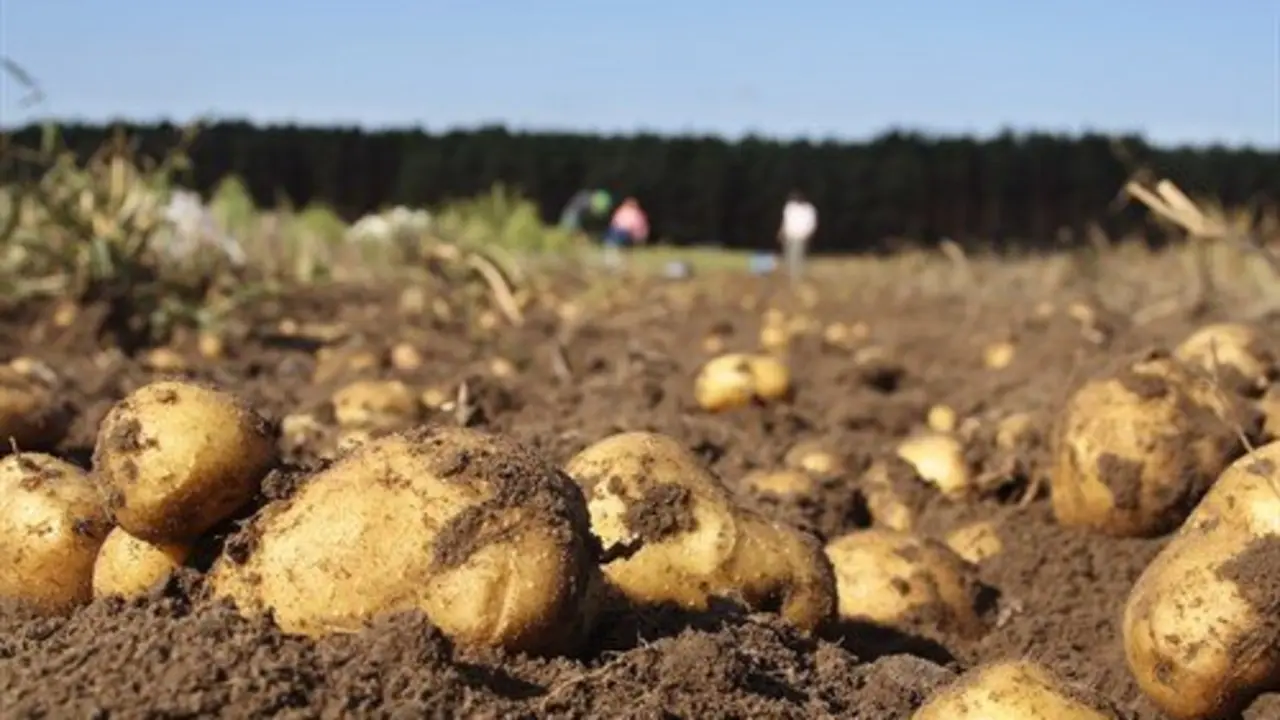 Patatas galegas nun campo de cultivo (Imaxe: Xunta de Galiza)