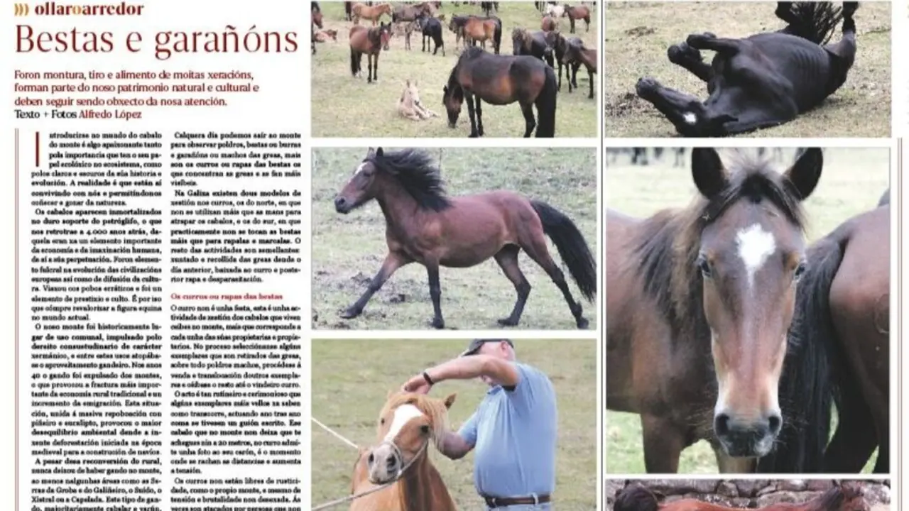 A adaptaci&oacute;n dos cabalos galegos 
&aacute;s duras condici&oacute;ns clim&aacute;ticas 
e a s&uacute;a resistencia fixo que chegasen a todas partes do mundo. (Foto: N&oacute;s Diario).