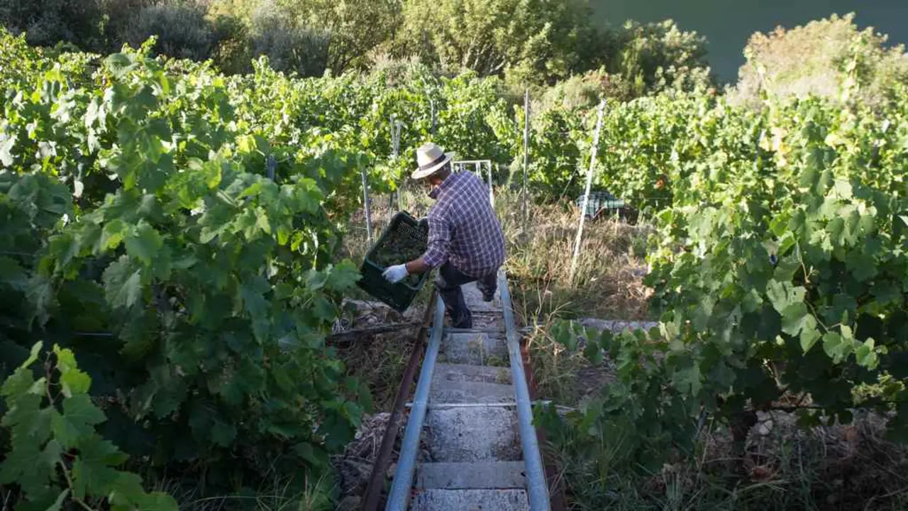 Colleita na Ribeira Sacra (Foto: N&oacute;s Diario).