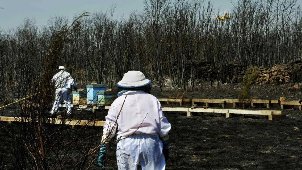 EuropaPress_3256433_dos_apicultores_revisan_riegan_colmenas_junto_zona_quemada_incendio