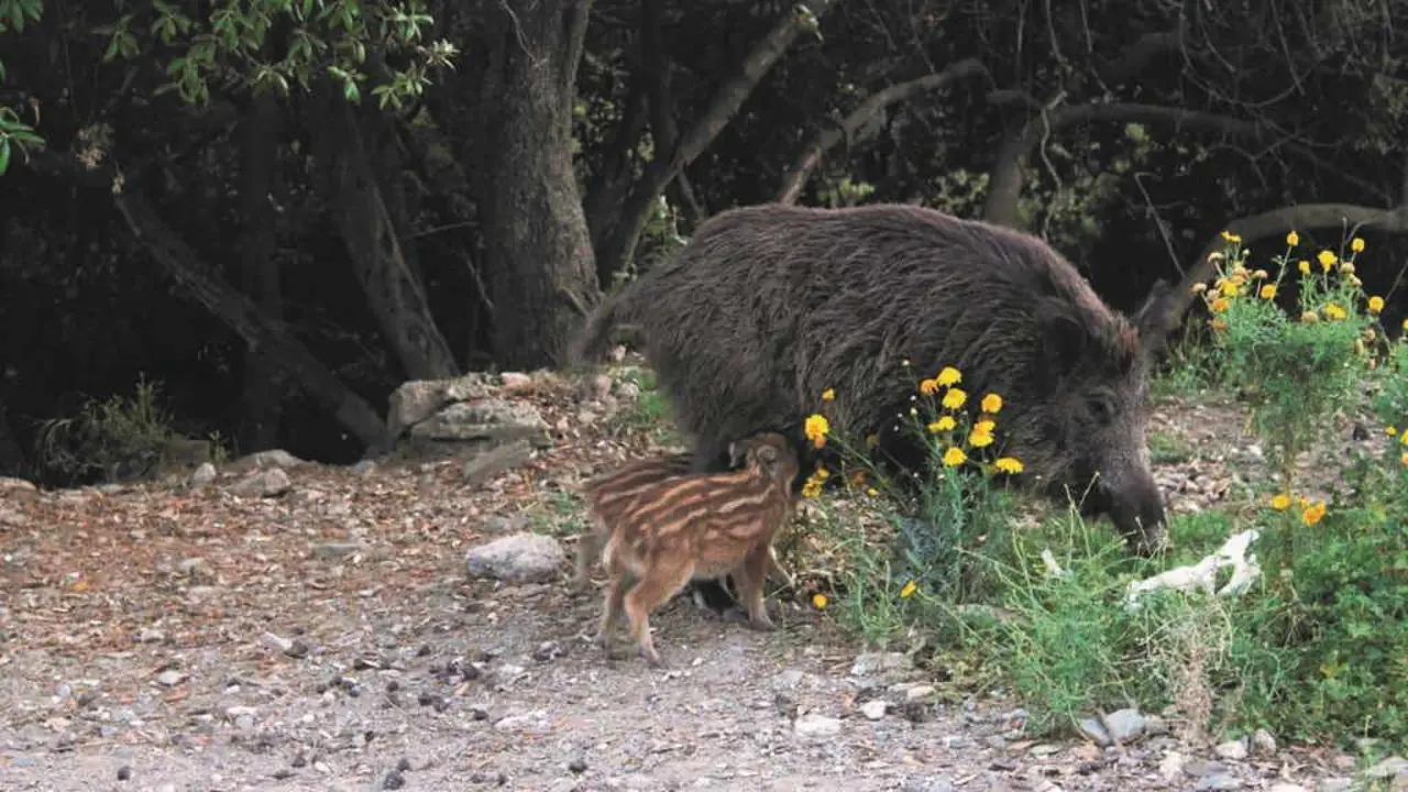 A Xunta xustifica as excepci&oacute;ns &aacute;s restrici&oacute;ns para os cazadores no aumento da poboaci&oacute;n de especies como o xabar&iacute;n. (Foto: N&oacute;s Diario)