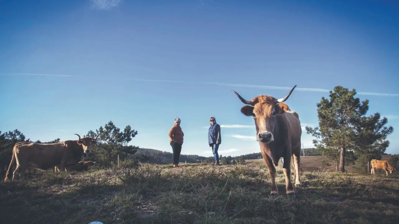 Comuneiras de Pinz&aacute;s xunto coas vacas vienesas (Foto: Gustavo Rivas)