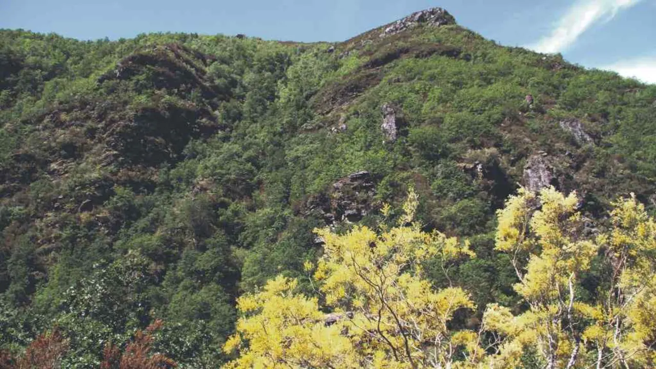 A devesa do Cervo na primavera.  (Foto: Colectivo Xea).