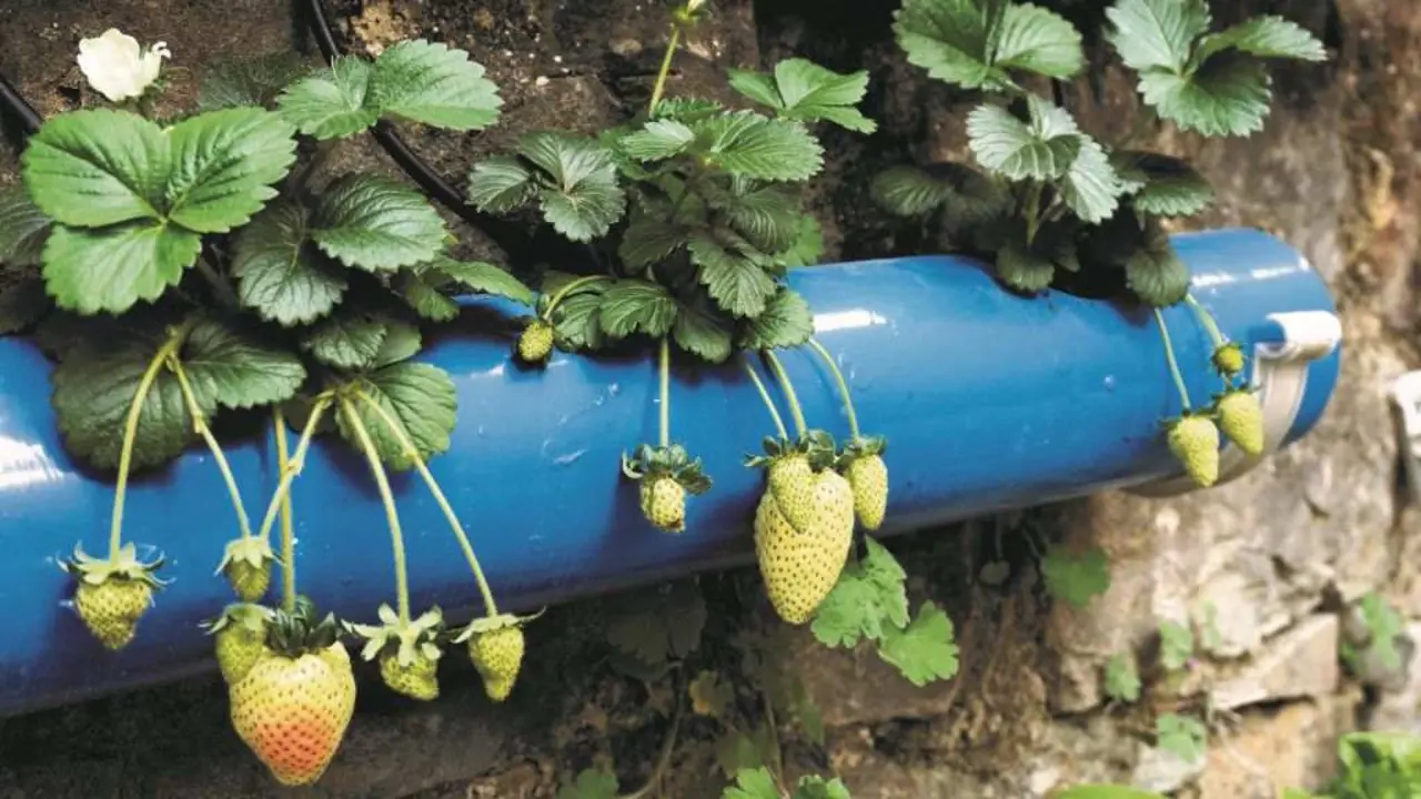 Tubo de PVC reciclado como testo para amorodos. (Foto: Adobestock)
