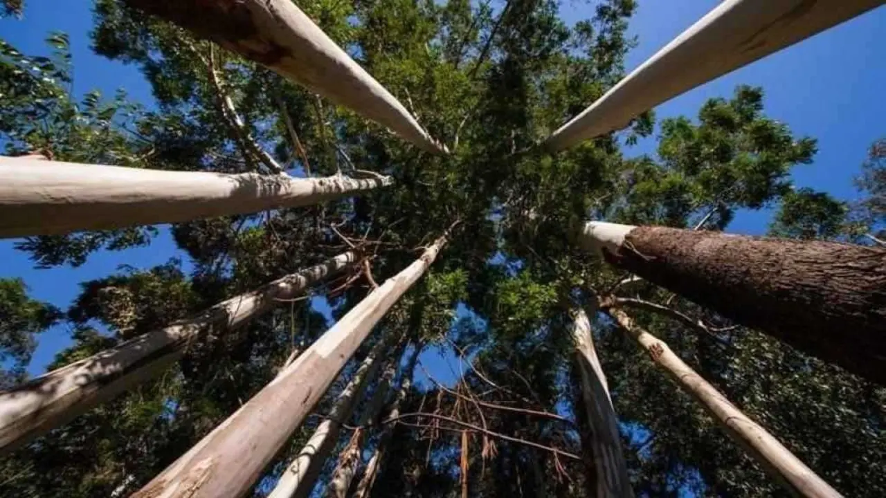 Plantaci&oacute;n de eucaliptos (Foto: N&oacute;s Diario).