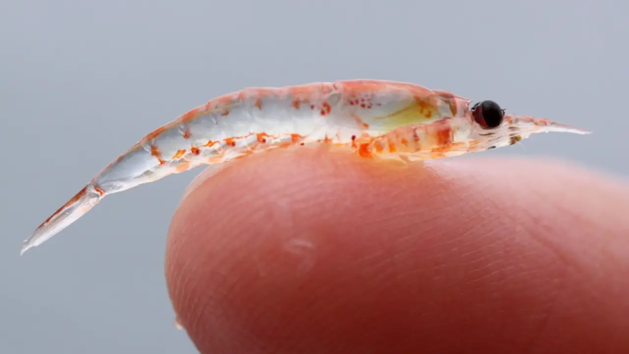 krill_Sophie Webb-NOAA
