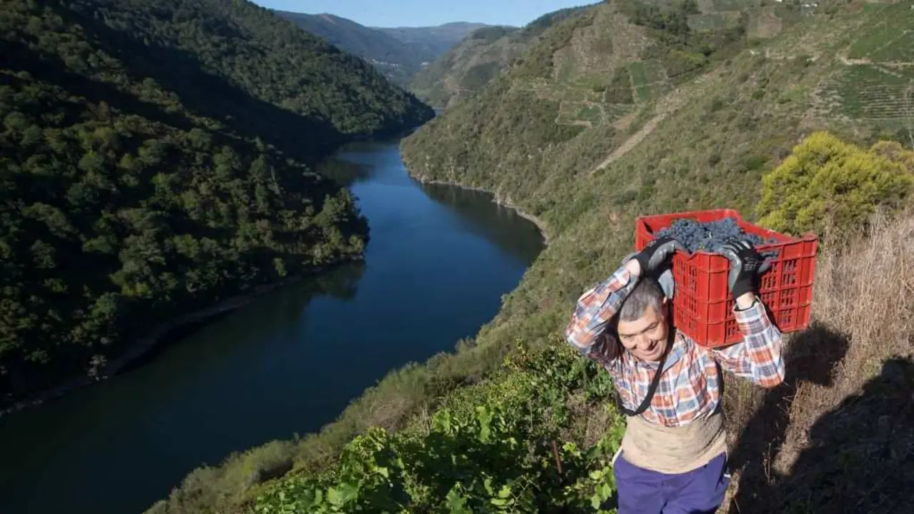 Vendima na Ribeira Sacra. (Foto: Carlos Castro / Europa Press) #ribeirasacra #mi&ntilde;o #sil #vendima #unesco #icomos #patrimoniodahumanidade #patrimoniomundial #reco&ntilde;ecemento #galiza #medioambiente