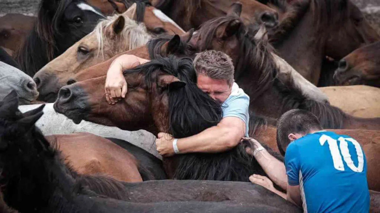 A Rapa das Bestas volveu este s&aacute;bado a Sabucedo (A Estrada) ap&oacute;s un ano de par&oacute;n pola Covid (Foto: Arxina).
