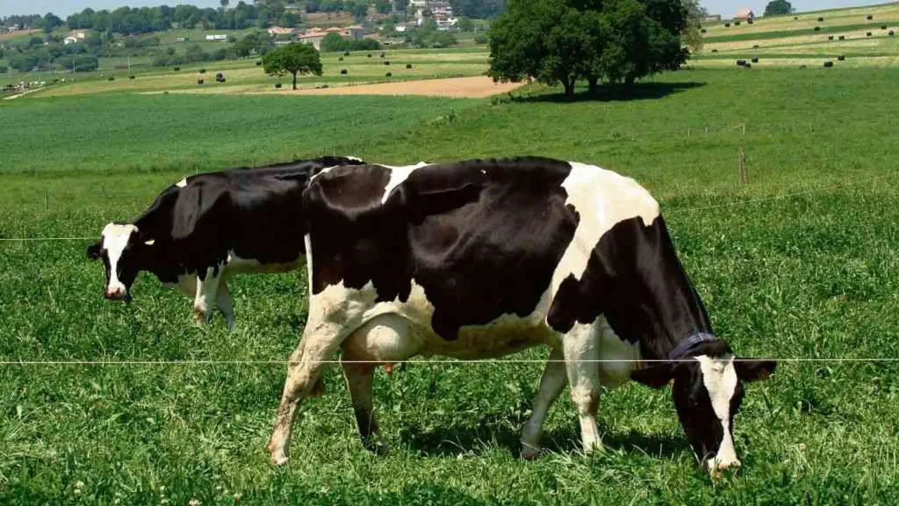 Explotaci&oacute;n l&aacute;ctea galega (Foto: Europa Press). #gandar&iacute;a #leite #sectorl&aacute;cteo #vacas
