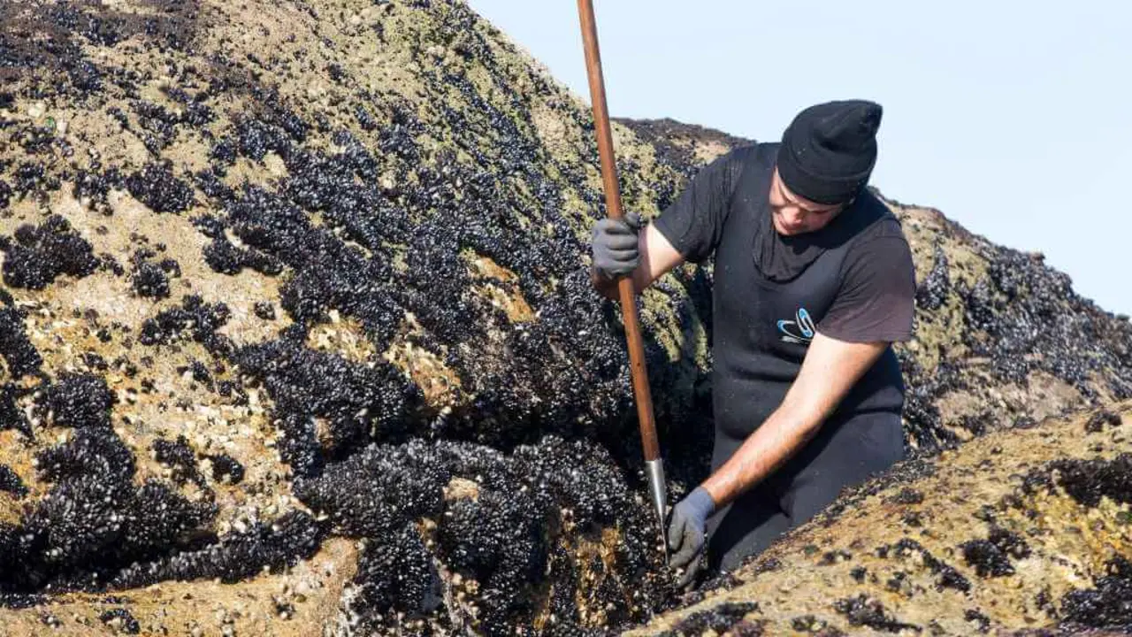 Os percebeiros reclaman a  protecci&oacute;n das s&uacute;as principais zonas produtoras, nas que non se poder&aacute; extraer mexilla (Foto: Mexill&oacute;n de Galicia).