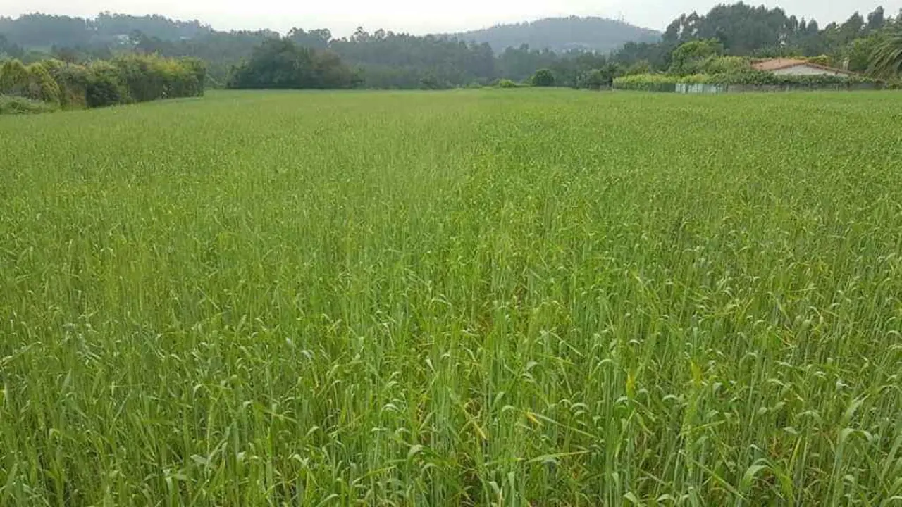 Campo de trigo do pa&iacute;s, nunha explotaci&oacute;n en Abegondo. A produci&oacute;n poder&iacute;a verse incrementada coa irrupci&oacute;n do selo Pan Galego (Foto: Procegal).