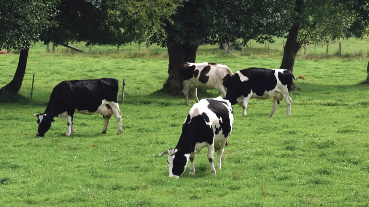 Vacas pacendo nunha leira (Foto: N&oacute;s Diario).