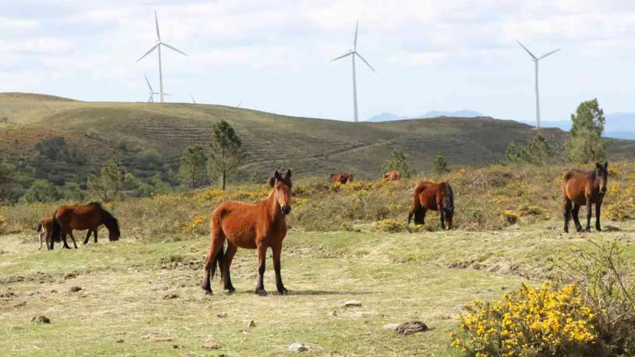 Cabalos. No curro da Paradanta cel&eacute;brase cada ano a rapa das bestas.