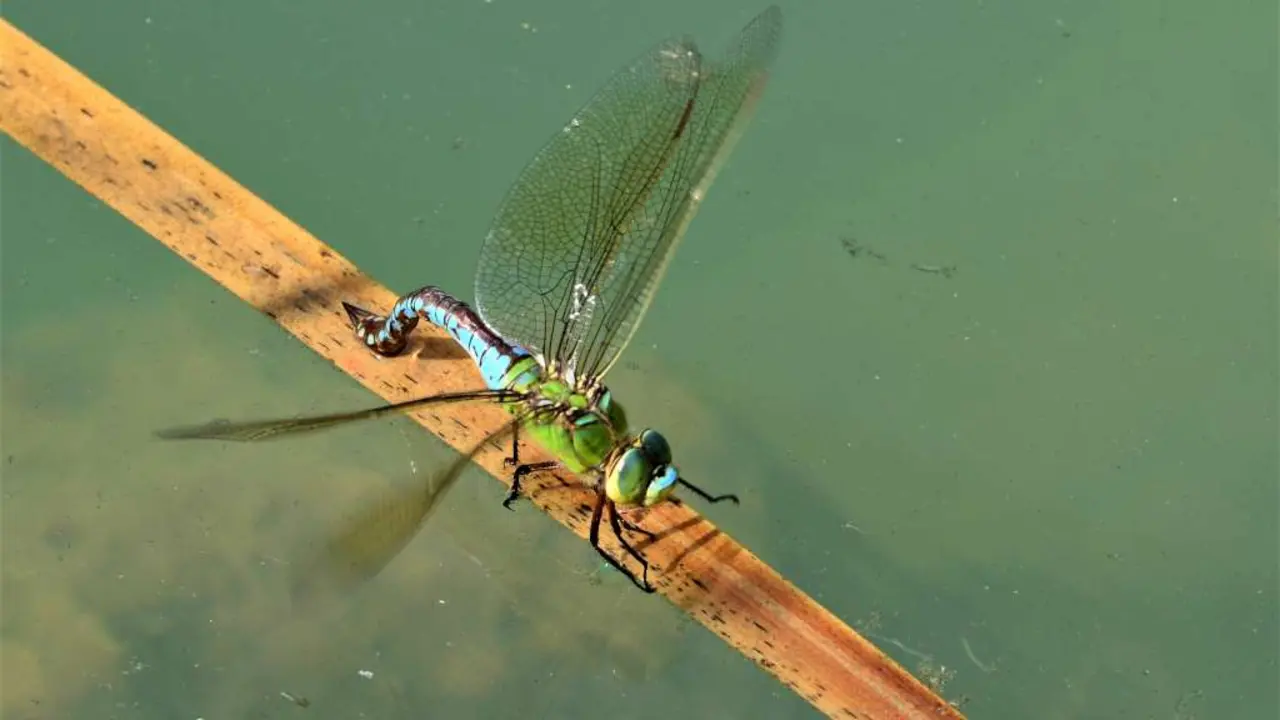 Femia de emperador grande ovopositando, Anax imperator. (Foto: Rams&eacute;s P&eacute;rez)