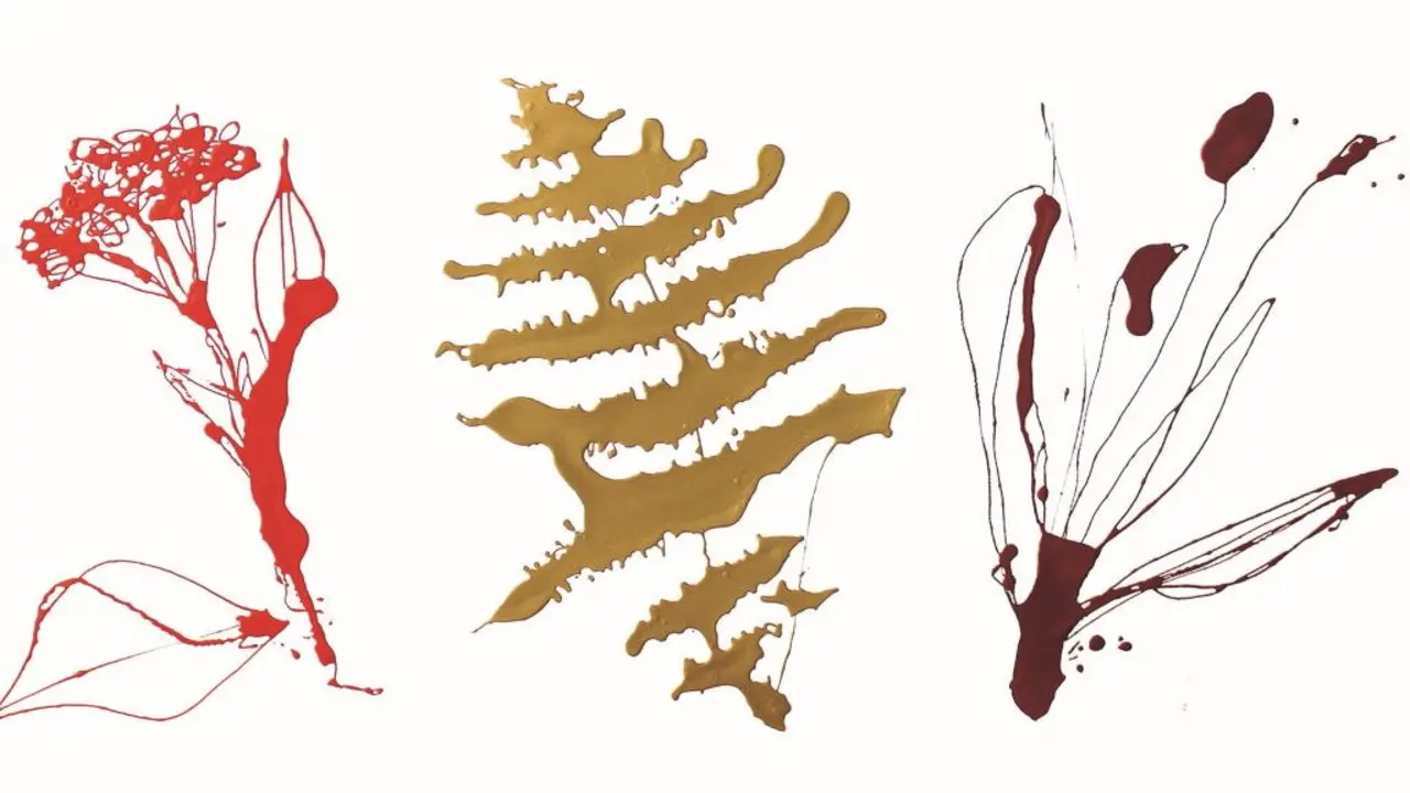 Sabugueiro, 'Sambucus nigra'; fenta, 'Athyrium filix-femina', e Lingua de ovella, 'Plantago lanceolata'. (Ilustraci&oacute;ns: Paula Lago).
