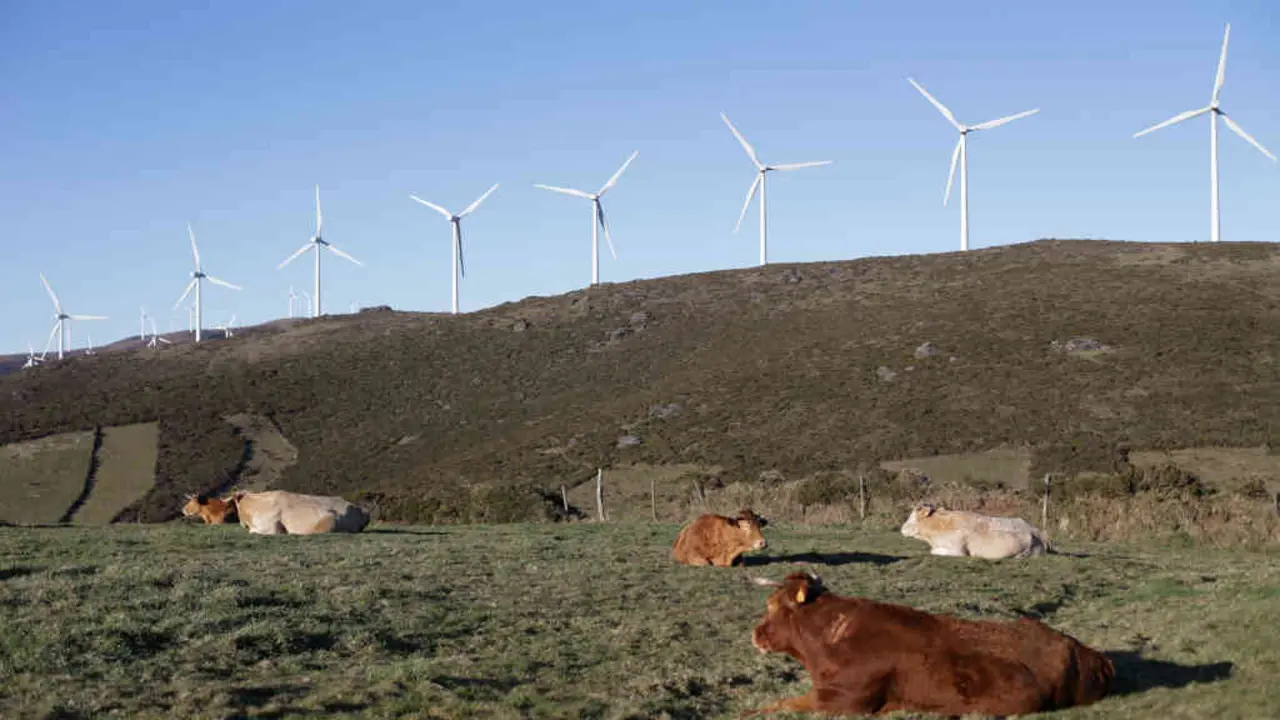 Vacas repousan ao p&eacute; dunha fileira de mu&iacute;&ntilde;os e&oacute;licos na Serra do Xistral, no municipio de Abad&iacute;n, na comarca da Terra Cha (Foto: Carlos Castro / Europa Press).