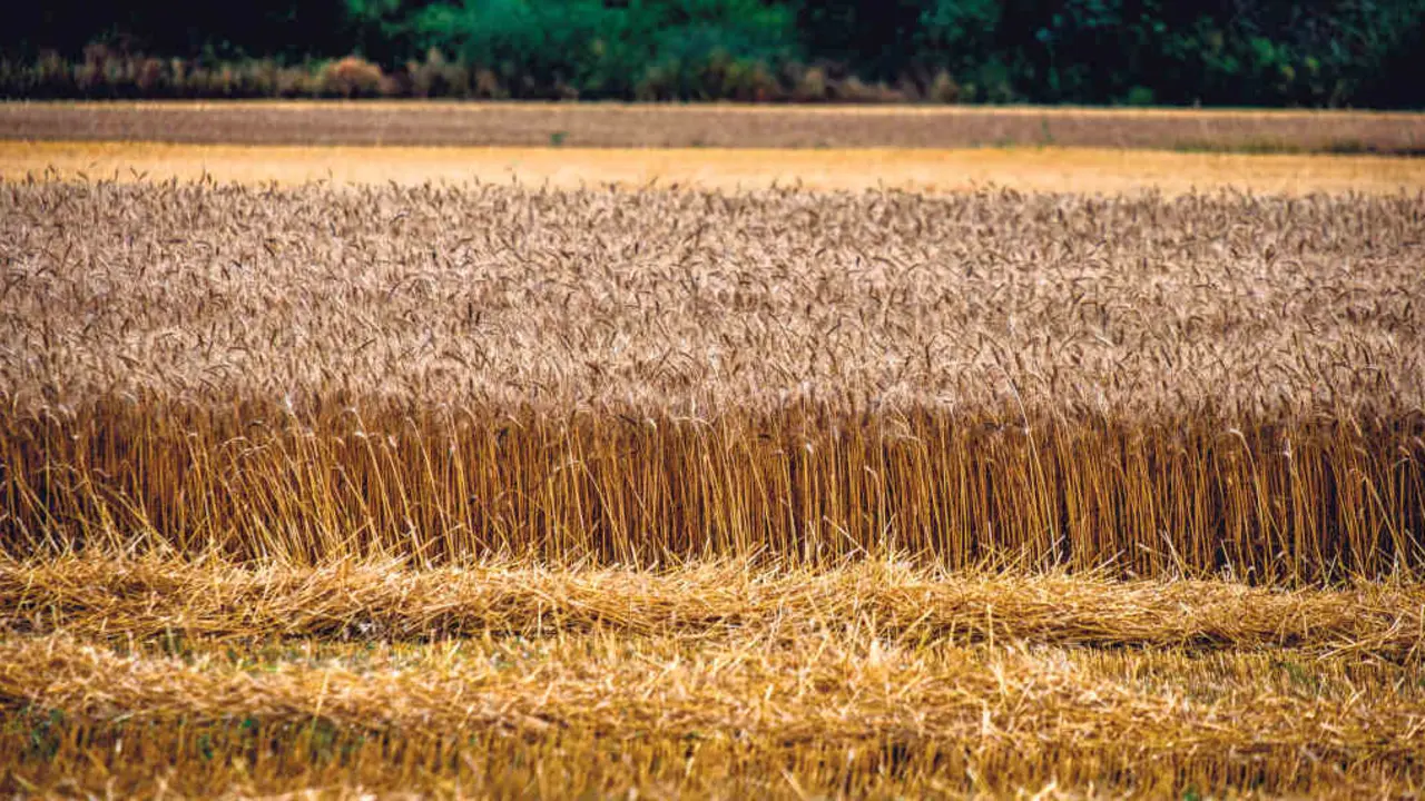 Plantaci&oacute;n de trigo localizada na comarca da Baixa Limia, onde, ao igual que no resto do pa&iacute;s, a produci&oacute;n deste cereal descendeu (Foto: N&oacute;s Diario).