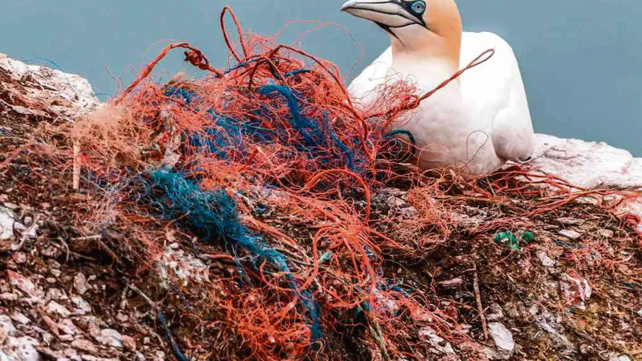 Os pl&aacute;sticos invaden as colon&iacute;as de cr&iacute;a das aves mari&ntilde;as.