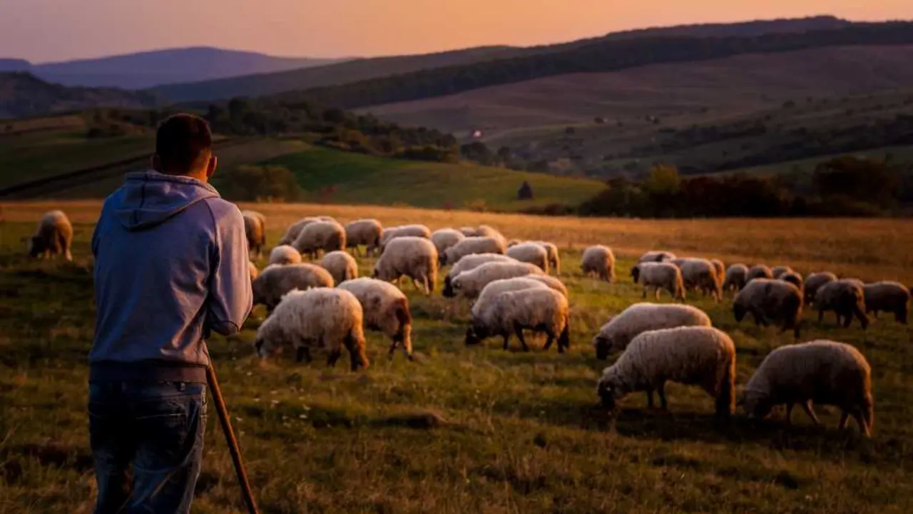 Ir co rancho &eacute; sa&iacute;r ao monte unha &uacute;nica persoa de cada casa coas ovellas e cabras de toda a veci&ntilde;anza xuntas nun &uacute;nico raba&ntilde;o. (Foto: Stefano)