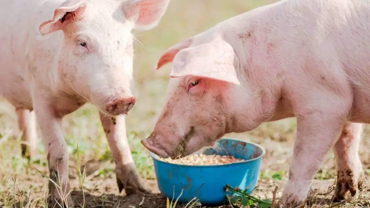 As lavazas son os restos de comida que se lles dan aos cochos e mais &aacute;s pitas. (Foto: N&oacute;s Diario)