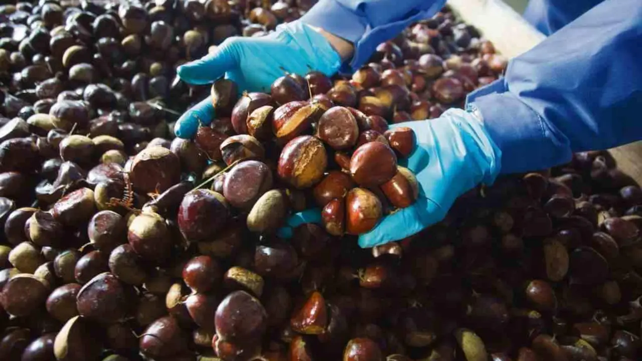 A tempada de recolecci&oacute;n de casta&ntilde;as comeza a finais de outubro e contin&uacute;a todo novembro.