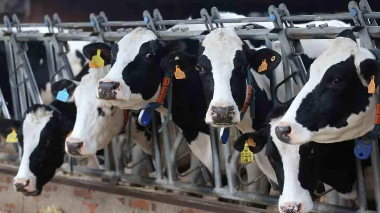 O sector gandeiro &eacute; o respons&aacute;bel do aumento das emisi&oacute;ns de metano e aluminio. (Foto: Europa Press)
