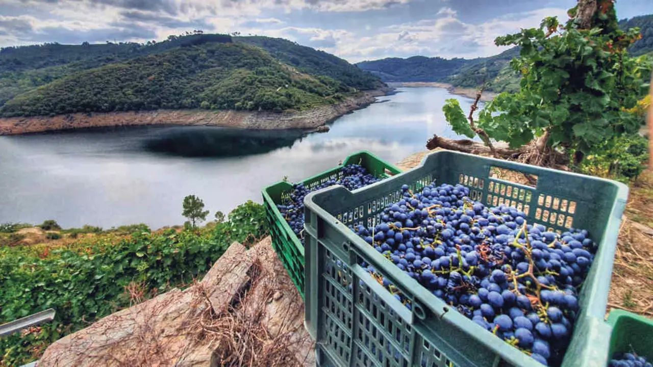 A Ribeira Sacra &eacute; testemu&ntilde;a da elaboraci&oacute;n dos vi&ntilde;os de Adegas Lareu (Foto: Ald&aacute;n Lareu).