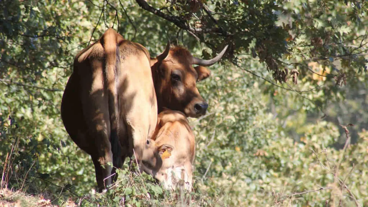 Explotaci&oacute;n ecol&oacute;xica galega de gando vac&uacute;n (Foto: Craega).