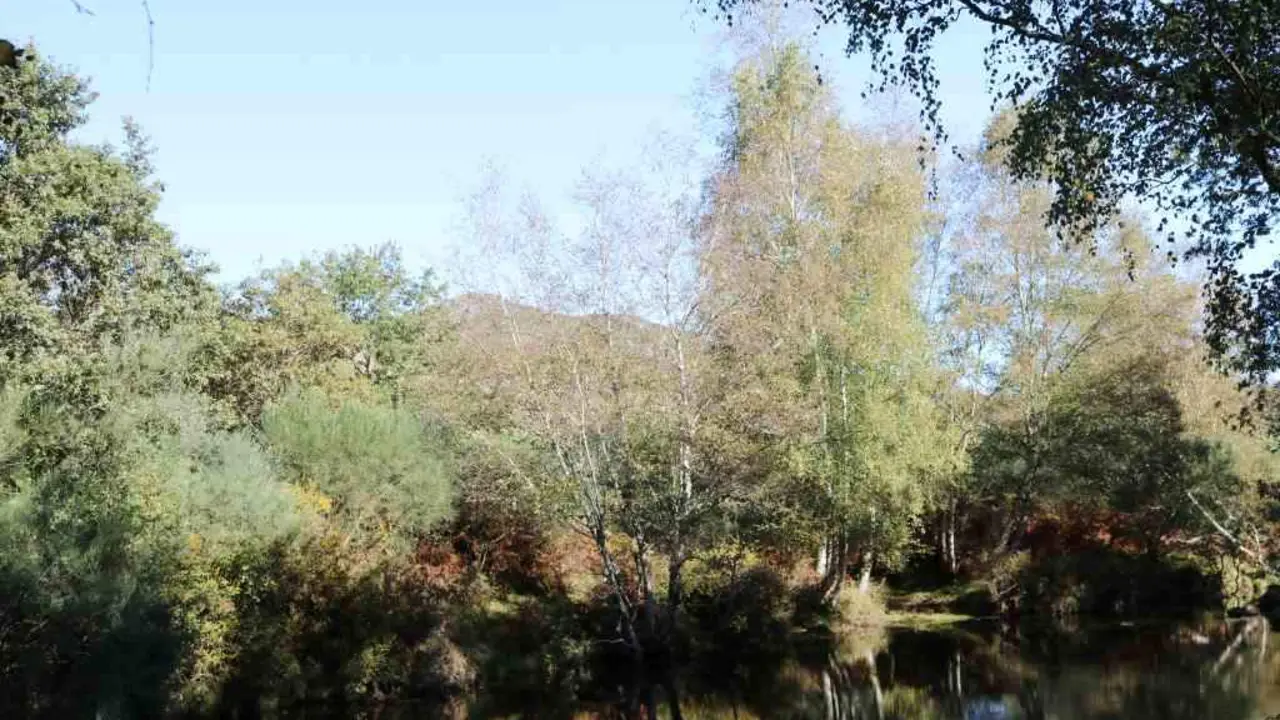 Bidueiros &aacute; beira do r&iacute;o Xesta.