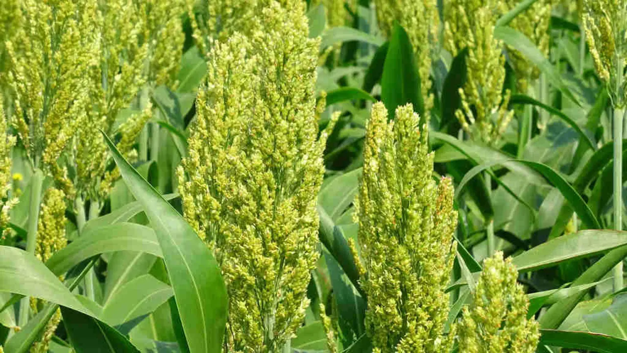 Plantaci&oacute;n de sorgo no departamento franc&eacute;s de Yonne. (Foto: Olive Titus)
