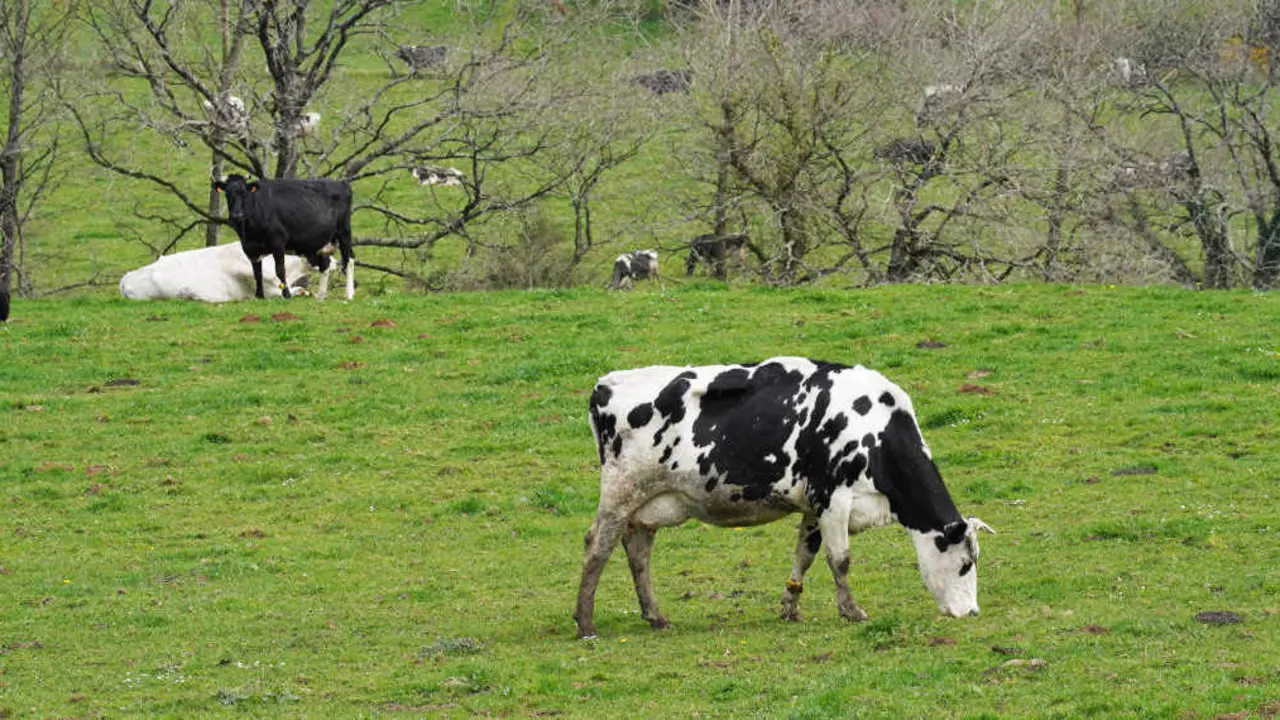 Granxa ecol&oacute;xica en Xanceda. (Foto: &Aacute;lvaro Ballesteros / Europa Press).