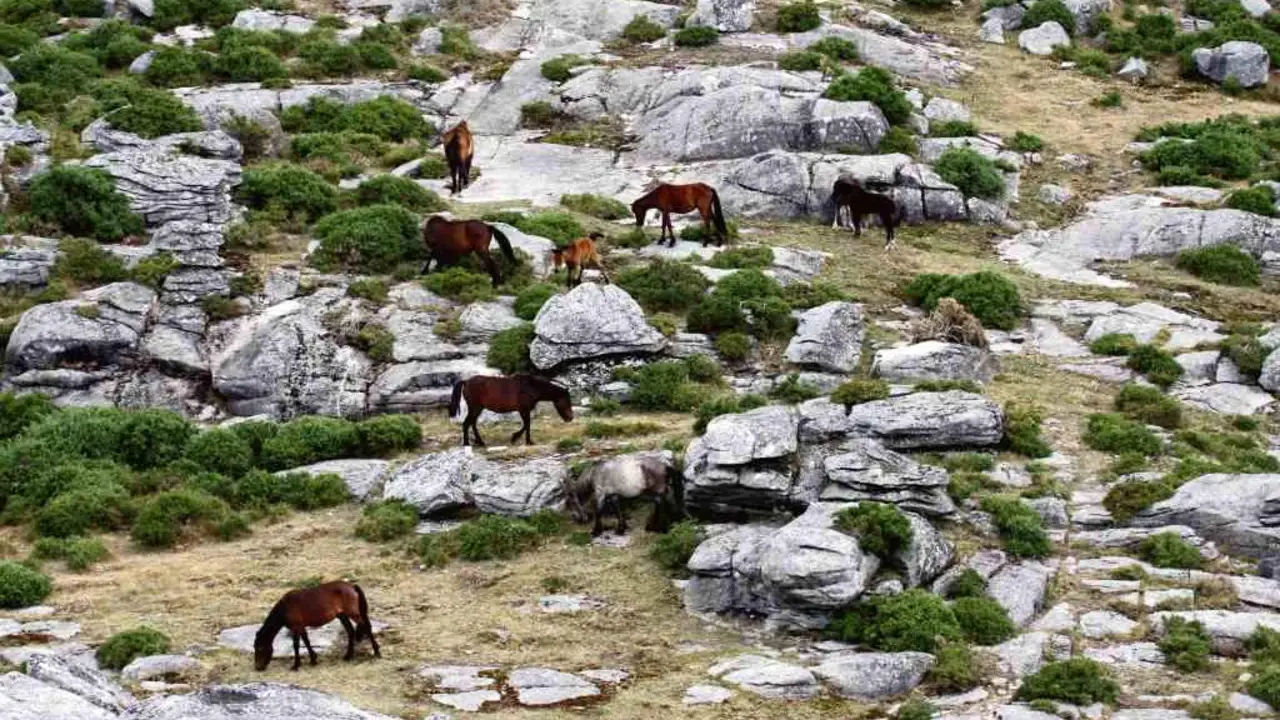 Cabalos na contorna do Castelo de Vitres.