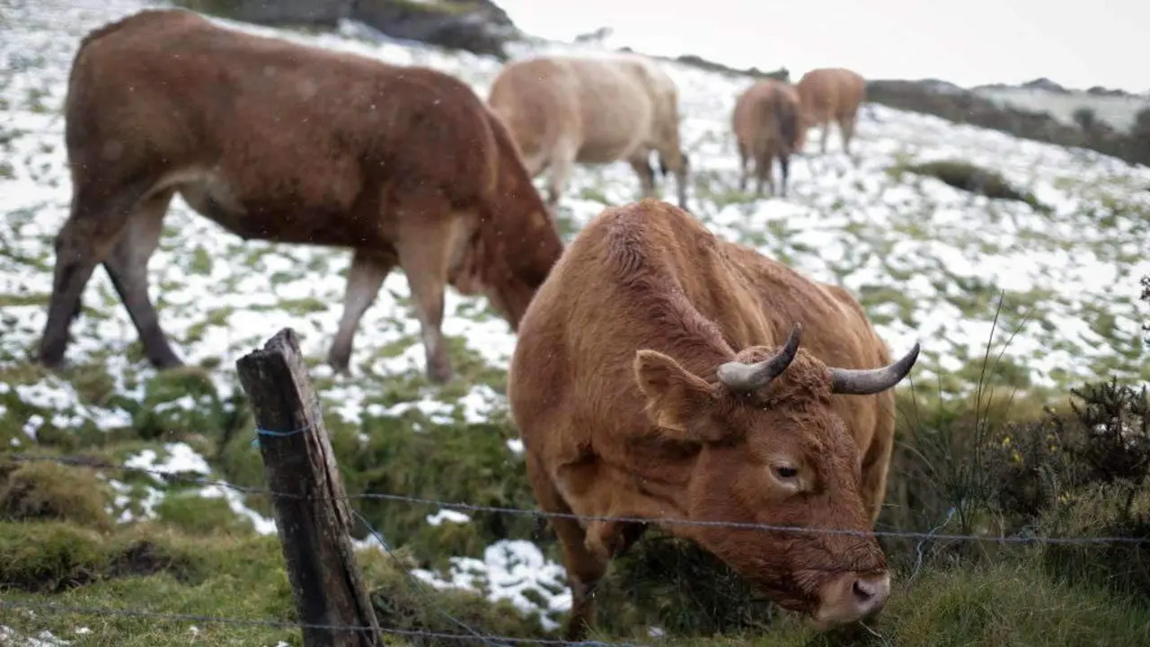 Varias vacas pastan na serra do Xistral, en Abad&iacute;n, na comarca da Terra Ch&aacute;. (Foto: Carlos Castro / Europa Press).