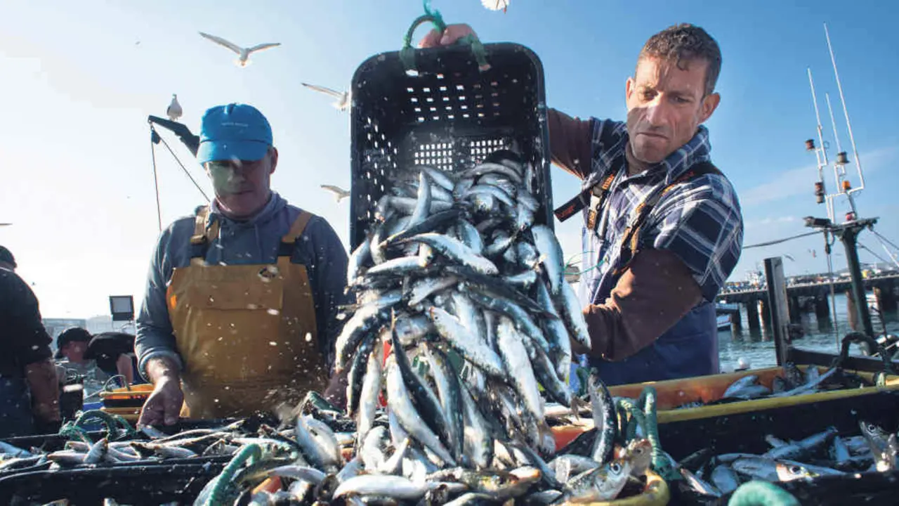 Descarga de sardi&ntilde;a no porto de Matosinhos, en Portugal, no arranque da temporada de pesca do ano pasado (Foto: Andr Rolo / Atlantico Press).
