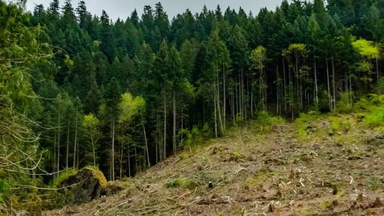 Os restos foron atopados nunha zona de monte (Foto: N&oacute;s Diario).