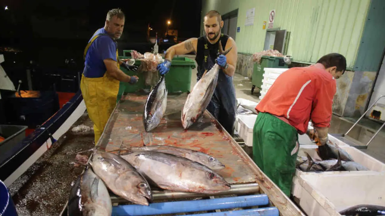 Mari&ntilde;eiros descargando no porto de Burela bonito, unha das especies m&aacute;is afectadas pola e&oacute;lica mari&ntilde;a (Foto: Carlos Castro / Europa Press).