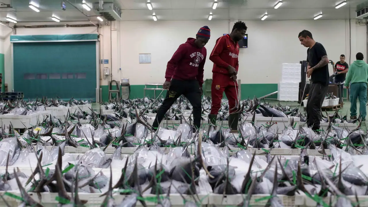Traballadores descargan at&uacute;n na lonxa de Burela (Foto: Carlos Castro / Europa Press).
