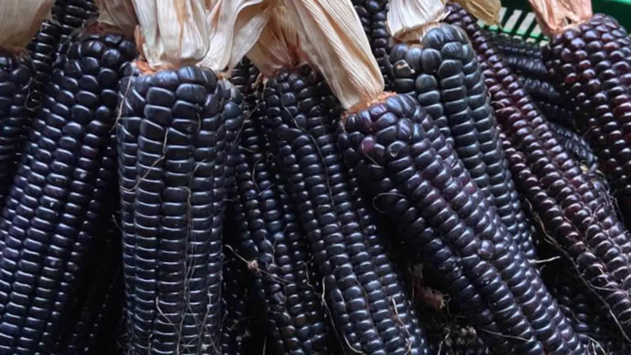 As espigas de millo &aacute;tanse polo follaco para colgalas a secar (Foto: A.C. Meiro).