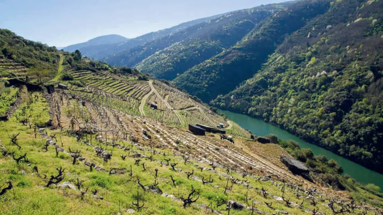 Os socalcos da Ribeira Sacra son froito do traballo inxente de centos de homes e mulleres ao longo dos s&eacute;culos. (Foto: AV Vilach&aacute;)