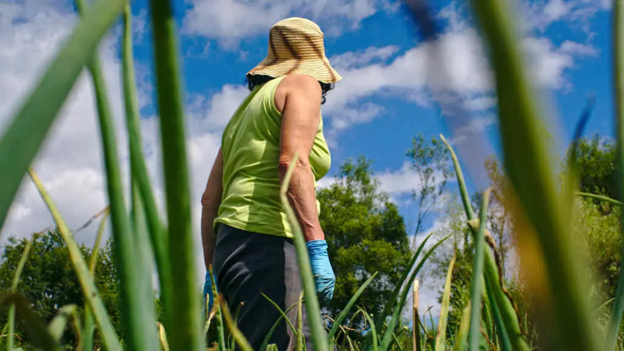 A agricultura sostible chama a normalizar o consumo de produtos locais e ecol&oacute;xicos para toda a poboaci&oacute;n. (Foto: N&oacute;s Diario)